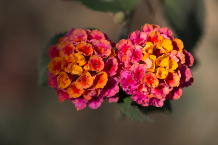Flower Gardenの写真素材