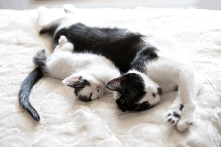 Baby catの写真素材