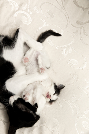 Baby catの写真素材