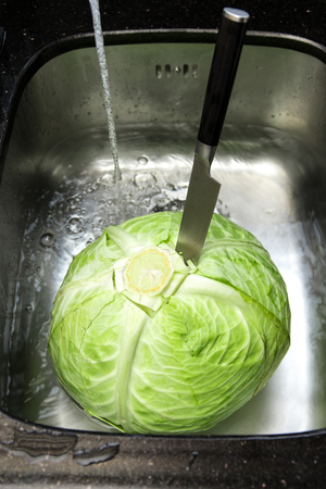 White cabbageの写真素材