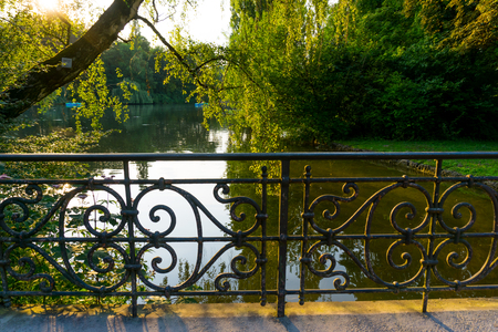 Tree in parkの写真素材