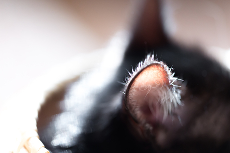 Cat babyの写真素材