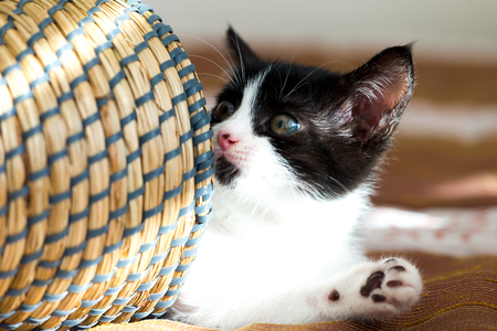 Cat babyの写真素材