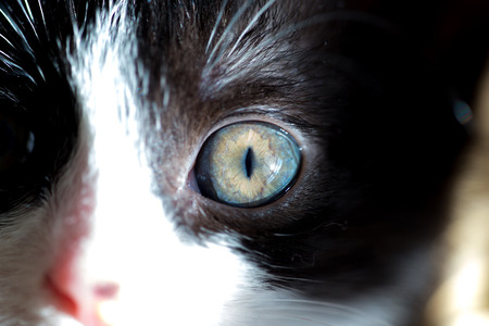 Cat babyの写真素材