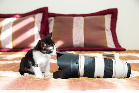 Cat babyの写真素材