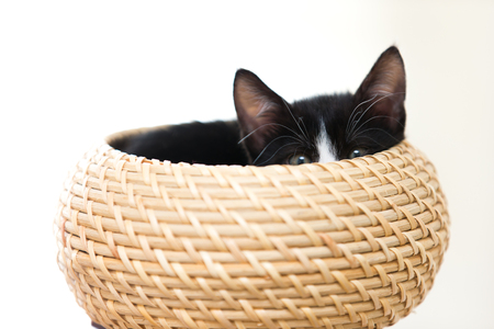 Cat babyの写真素材