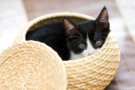Cat babyの写真素材