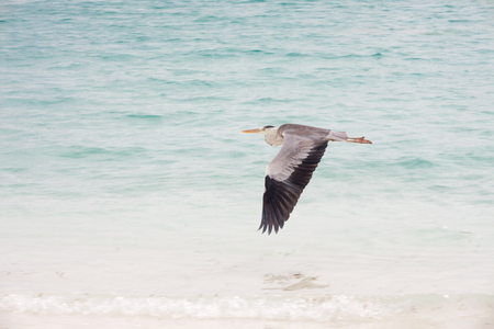 Sea bird on the seaの写真素材