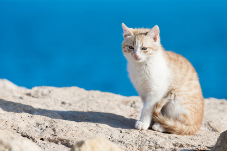 cute catsの写真素材