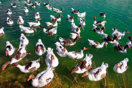 Ducks on the lakeの写真素材