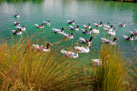 Ducks on the lakeの写真素材