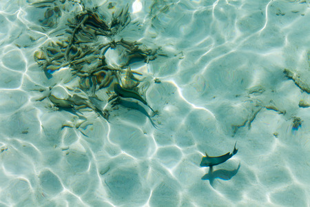 Aquarium in the oceanの写真素材