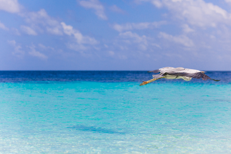 Holiday Paradiseの写真素材