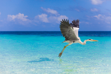 Holiday Paradiseの写真素材