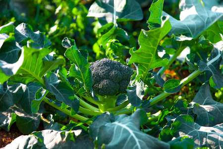 Broccoli field