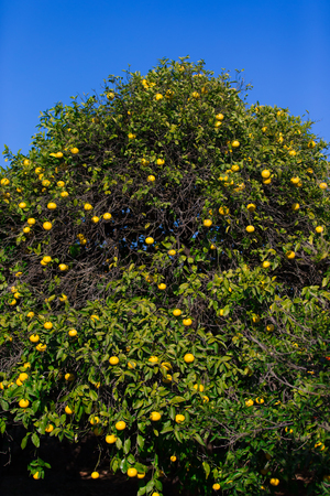 Orange tree in gardenの写真素材