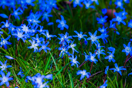 Garden of blue flowersの写真素材