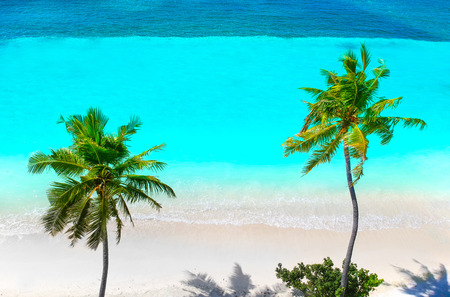 Palm trees on the sandy beach and turquoise ocean from aboveの写真素材
