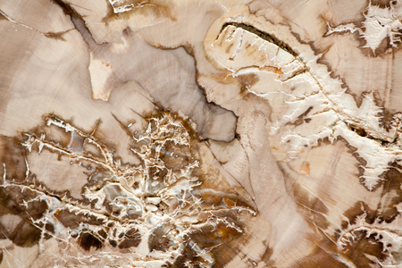 Fossilized woodの写真素材