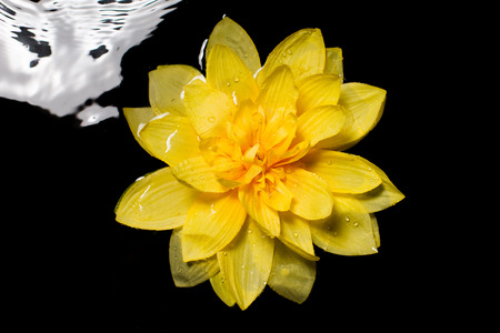 Beautiful yellow flowersの写真素材