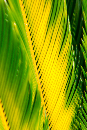 Palm tree leaf close upの写真素材