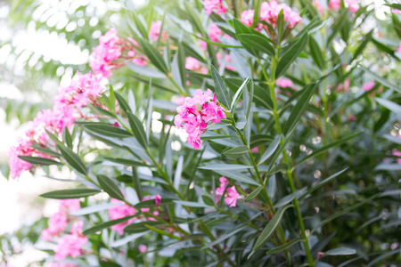 Flowers in garden
