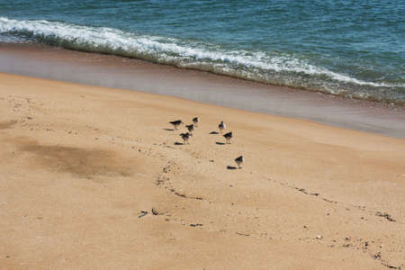 seascape with little birds close to wave foamの写真素材