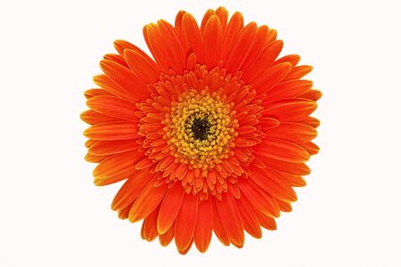 orange gerbera on the white backgroundの写真素材