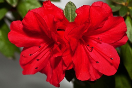 two red flowers  of azalea  with green leavesの写真素材