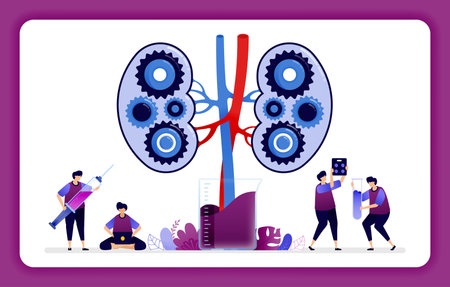 design illustration for kidney disease and treatment. mechanisms in the kidney for laboratory research and education.のイラスト素材