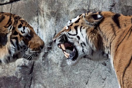 Two male tigers in the Zoo