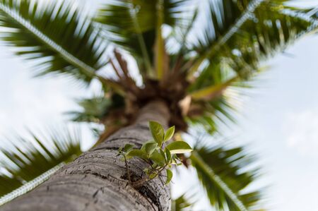 Banyan tree growing on palm tree.の写真素材