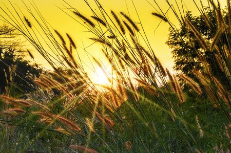 Prairie evening and light flare.の写真素材