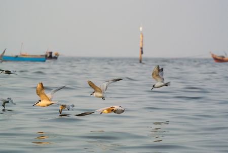 flock of gulls at the seaside.の写真素材