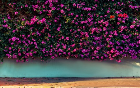 wall of flowers at sunset in Italyの写真素材