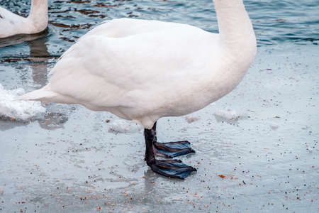 swans on the background of the river and the ancient city of wroclaw in polandの写真素材