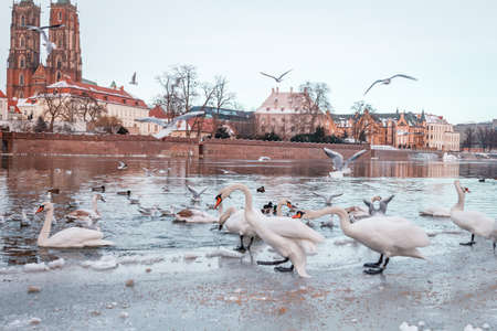 swans on the background of the river and the ancient city of wroclaw in polandの写真素材
