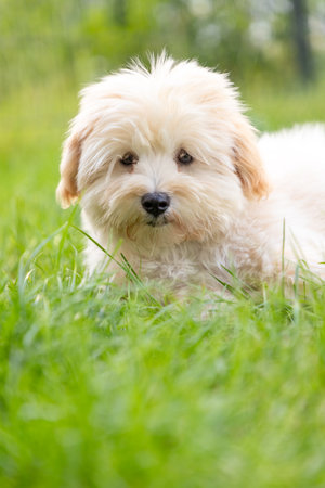 cute white maltipoo puppy playing on the lawn in the evening in summer