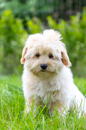 cute white maltipoo puppy playing on the lawn in the evening in summer