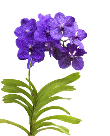 purple orchid (vanda sansai blue) isolated on white backgroundの写真素材