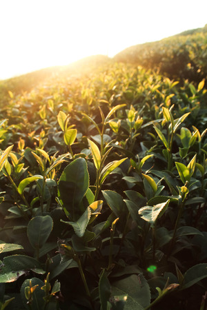 Green tea bud. Fresh tea leaves on morning. Tea plantations. Thailandの写真素材
