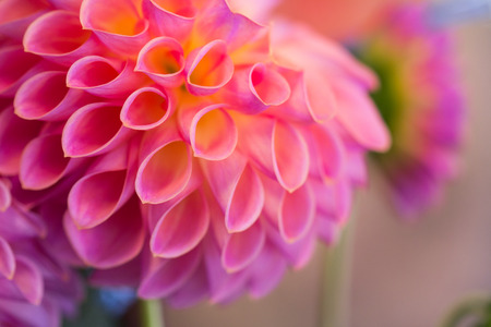 Pink dahlia flower Isolated on White Background. Beautiful pink dahlia Flowerの写真素材