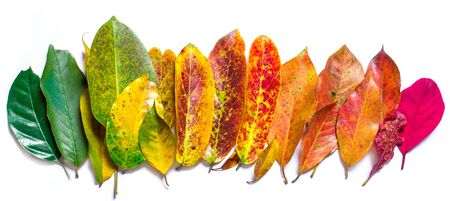 Color leaf. color of nature. Many color autumn leaves.の写真素材