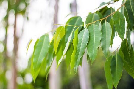 Eucalyptus leaves. Eucalyptus tree, Nature baclgroundの写真素材