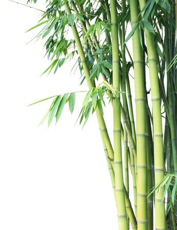 Bamboo tree, Bamboo green forest on white backgroundの写真素材
