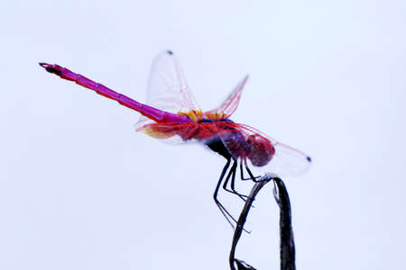 Close up of dragonfly with blurred background., Dragonfly on a twigs with macro photo.