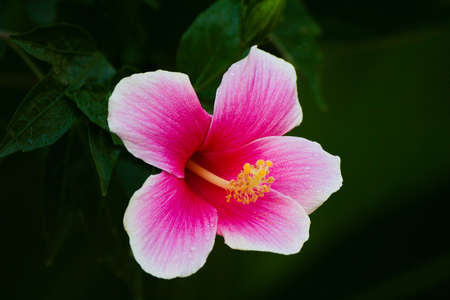 A pink chana flower in the garden, Take close-up photo.