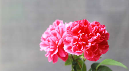 Damask rose red rose pink It is beautiful and the flower has medicinal properties.