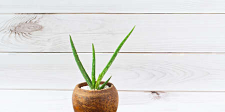 Aloe vera trees are grown in terracotta pots. On a dark table top White wall background.の写真素材
