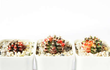Cactus or Succulents growing in a pot on white background., Cactus closeup on white background.の写真素材